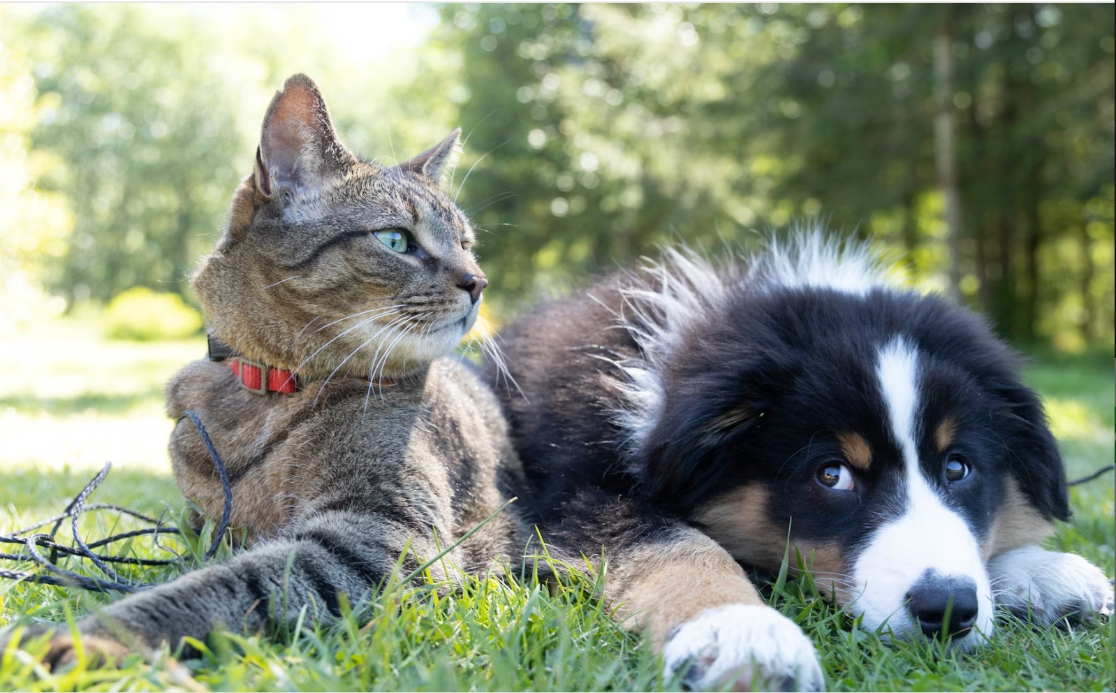 Vi hjälper dig jämföra veterinärer.
